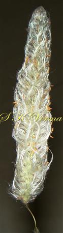  Inflorescence